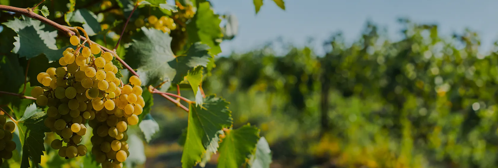 Grappes de raisin blanc mûr sur la vigne au soleil, dans le vignoble de Quincy