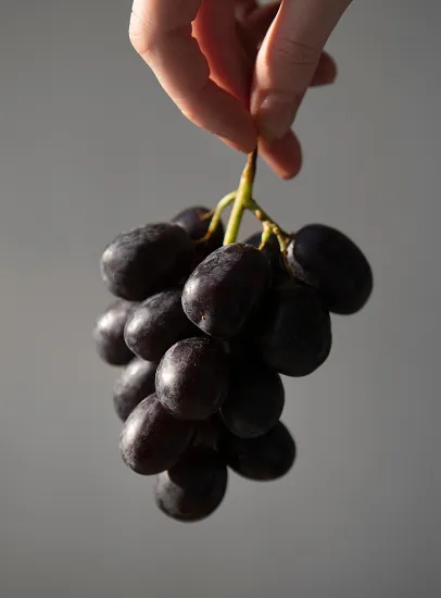 Main tenant une grappe de raisin noir par sa rafle