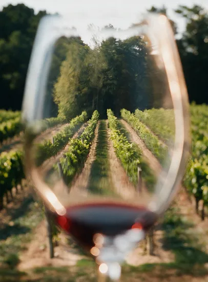 Rangs de vigne ensoleillés vus à travers un verre de vin rouge